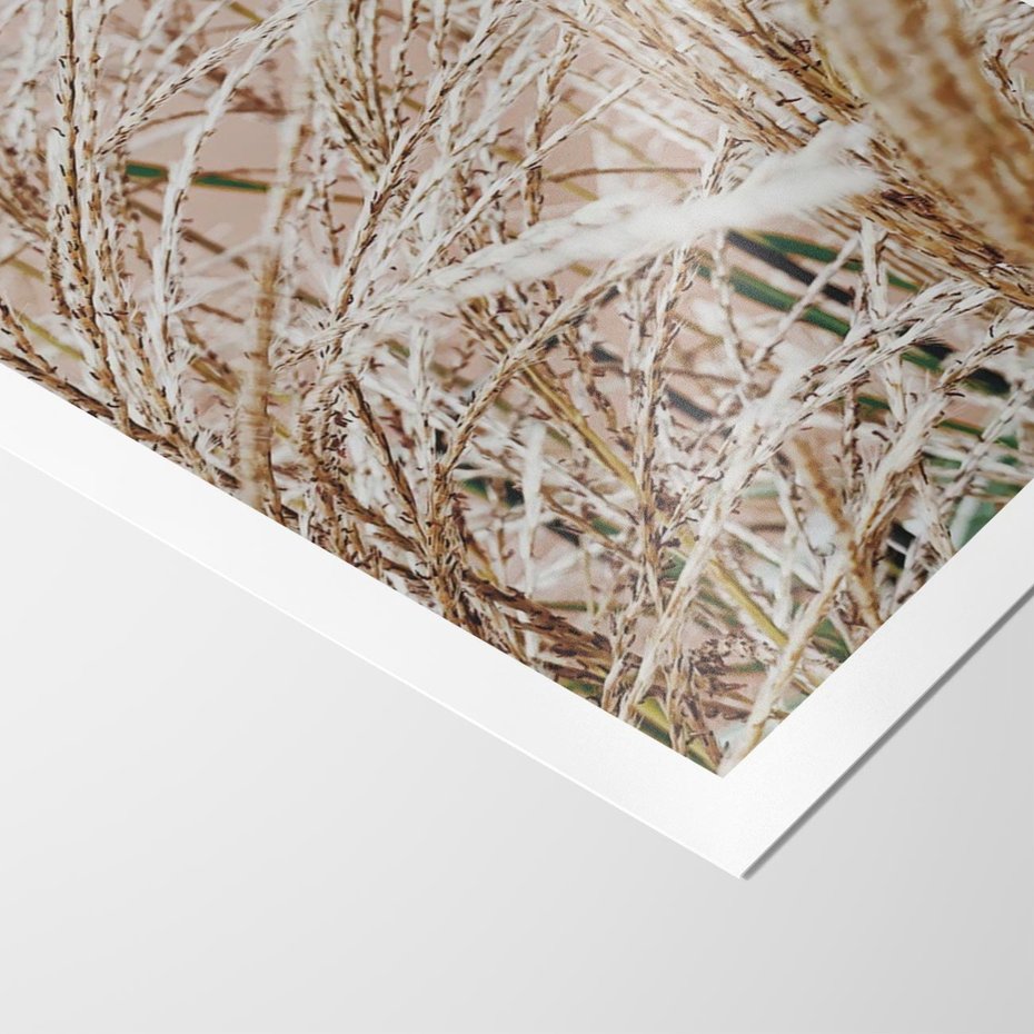 Plakat bez ramy 21x30 - Beżowa Trawa - suche trawy, zbliżenie