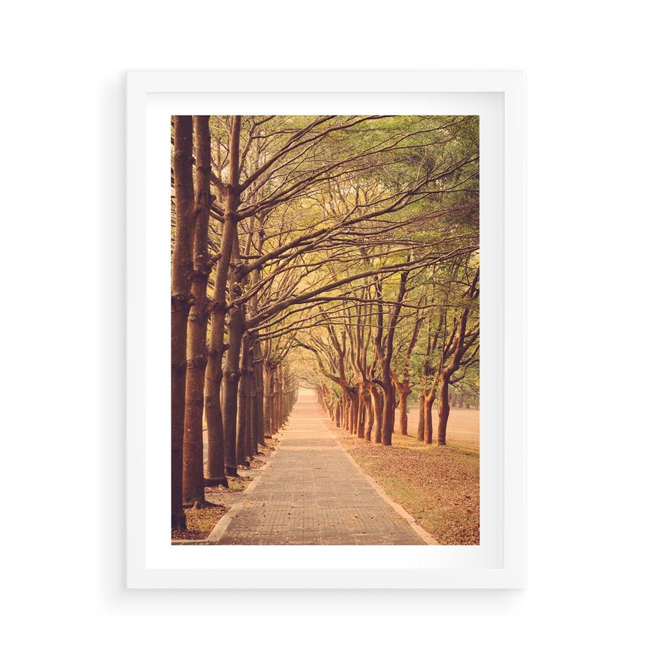 Plakat w ramie 50x70 - Wędrówka między drzewami - droga, drzewa - rama biała