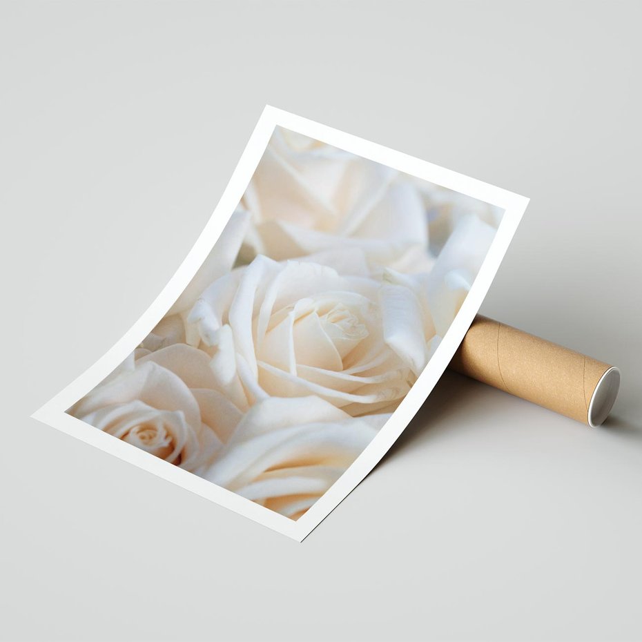 Plakat bez ramy 21x30 - Białe róże piękności - białe, róże