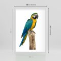 Plakat w ramie 50x70 - Kolorowa papuga w locie - papuga, ptak - rama biała