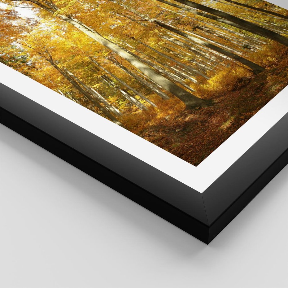 Plakat w ramie 40x50 - Jesienny Las - Kolorowa Paleta Natury - jesień, drzewa - rama czarna