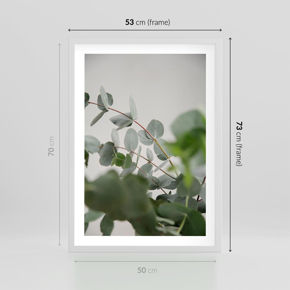 Plakat w ramie 50x70 - Liście eukaliptusa w naturze - eukaliptus, liście - rama biała
