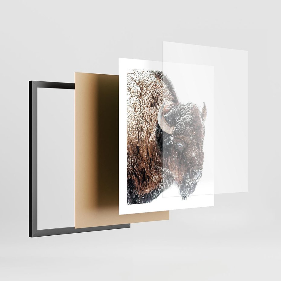 Plakat w ramie 40x50 - Obraz Dzikiej Przyrody w Śnieżnym Otoczeniu - żubr, śnieg - rama czarna