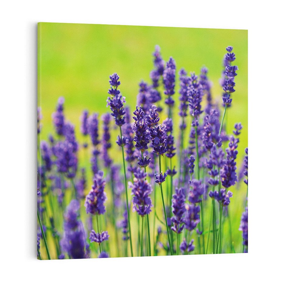 Obraz na płótnie 70x70 - Lawenda w naturze - lawenda, kwiaty