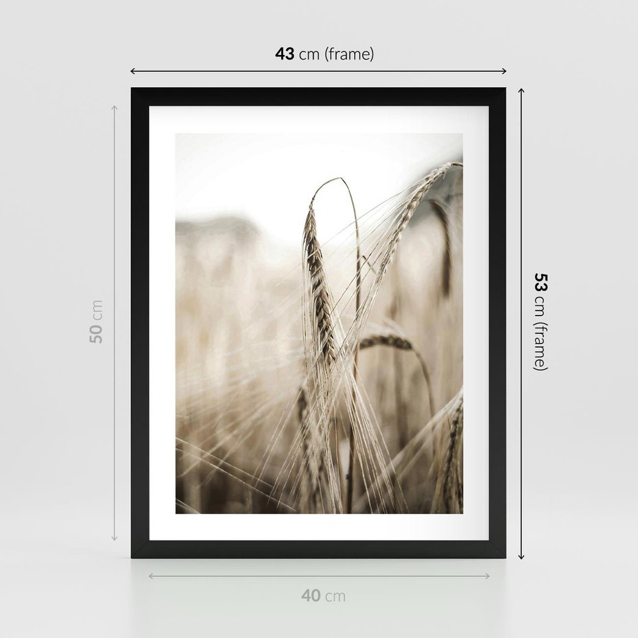 Plakat w ramie 40x50 - Kłosy Pszenicy w Sepii - zboże, kłos pszenicy - rama czarna