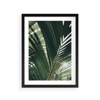 Plakat w ramie 40x50 - Tropikalne Uroki: Palmy i Zielone Liście - palmy, zielone liście - rama czarna