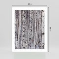 Plakat bez ramy 40x50 - Lśniące Brzozy - brzozy, las