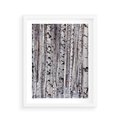 Plakat w ramie 40x50 - Lśniące Brzozy - brzozy, las - rama biała