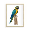 Plakat w ramie 40x50 - Kolorowa papuga w locie - papuga, ptak - rama drewno