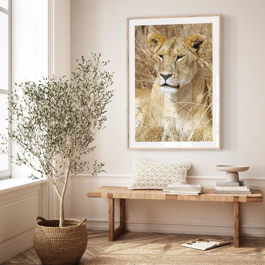 Plakat w ramie 40x50 - Potęga lwów w Afryce - lew, lwica - rama drewno