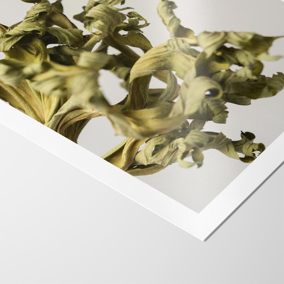 Plakat bez ramy 30x40 - Odejście pory deszczowej - suche, trawy