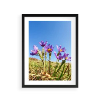 Plakat w ramie 40x50 - Kwiatowa siła łąki - kwiaty, łąka - rama czarna