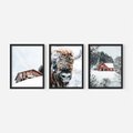 Zestaw obrazy w ramie 50x70 galeria - Zima, bizon, góry, śnieg - rama czarna