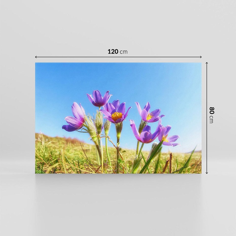 Obraz na płótnie 120x80 - Kwiatowa siła łąki - kwiaty, łąka