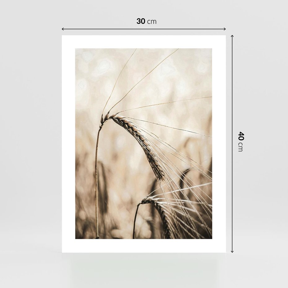 Plakat bez ramy 30x40 - Źdźbło Pszenicy: Blisko Natury - źdźbło pszenicy, pszenica