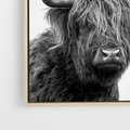 Obraz w ramie 50x50 - Moc i Spokój - amerykańskie bydło, byk - rama drewno