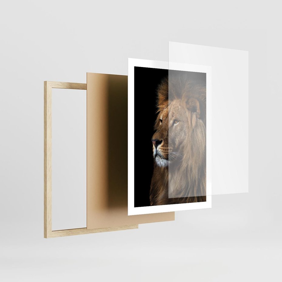 Plakat w ramie 50x70 - Władca Dzikiej Przyrody - lew, król - rama drewno
