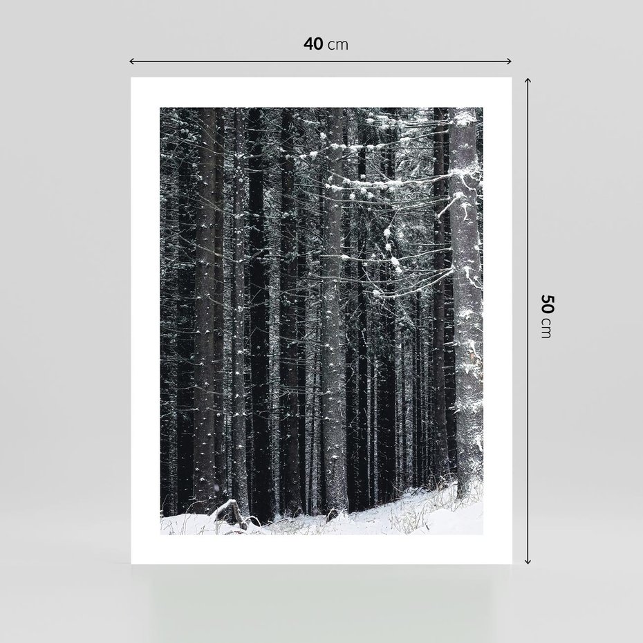 Plakat bez ramy 40x50 - Leśna Cisza: Malowniczy Pejzaż Zimą - las zimą, ośnieżone pnie drzew