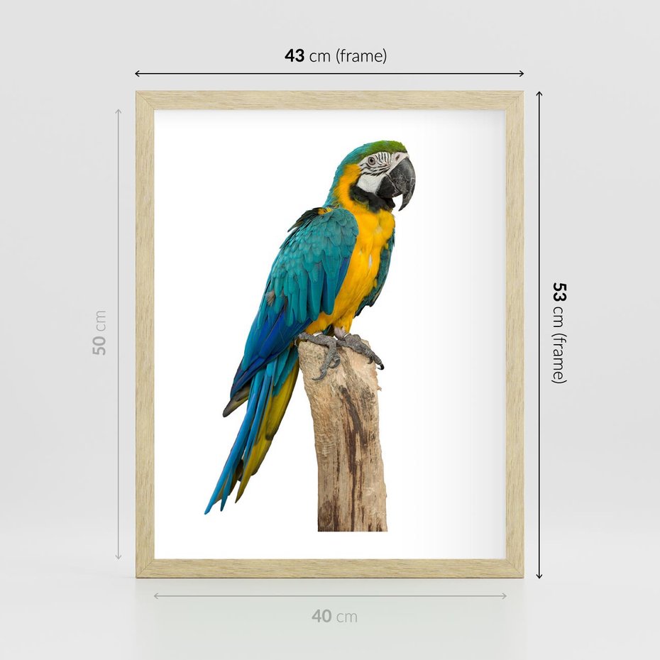 Plakat w ramie 40x50 - Kolorowa papuga w locie - papuga, ptak - rama drewno