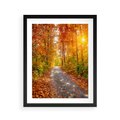 Plakat w ramie 40x50 - Kolorowe drzewa na ścieżce jesieni - las, jesień - rama czarna