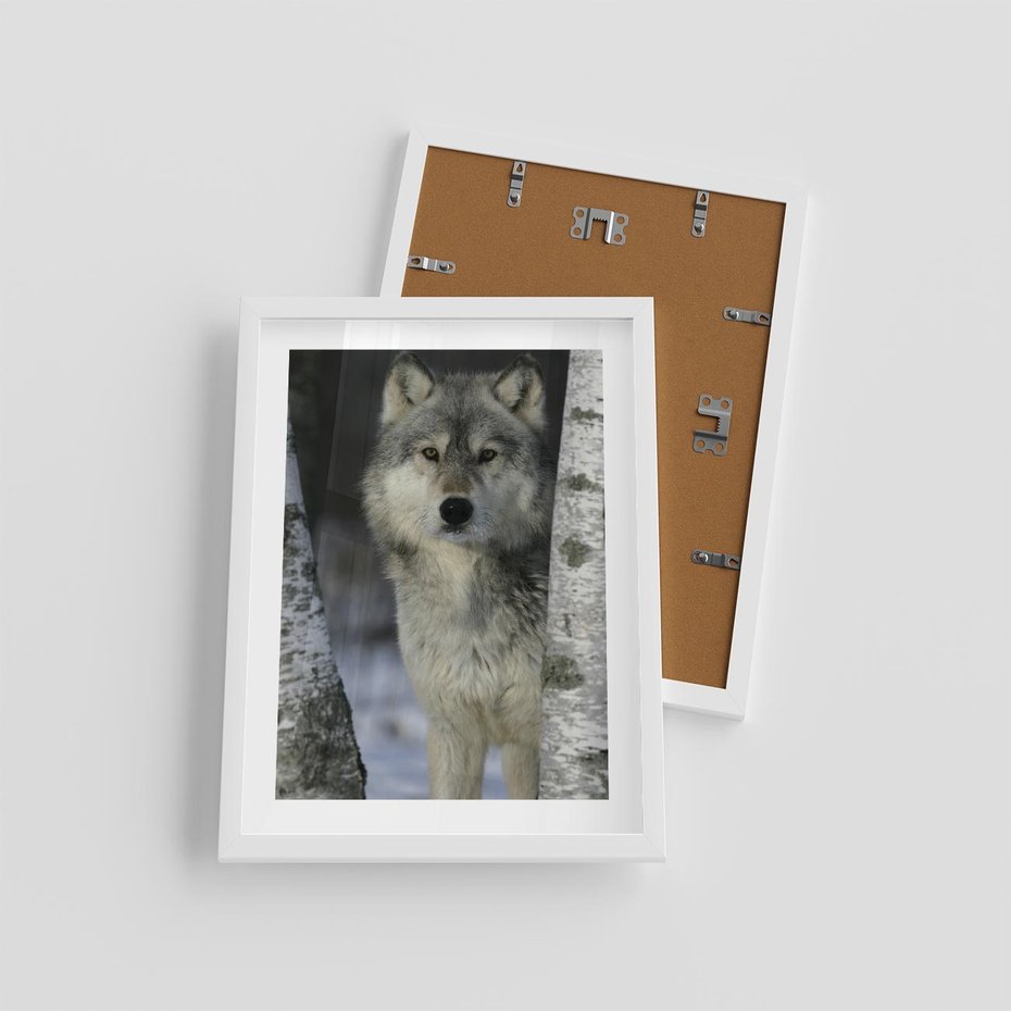 Plakat w ramie 30x40 - Wilk w Zimowym Lesie - wilk, las - rama biała