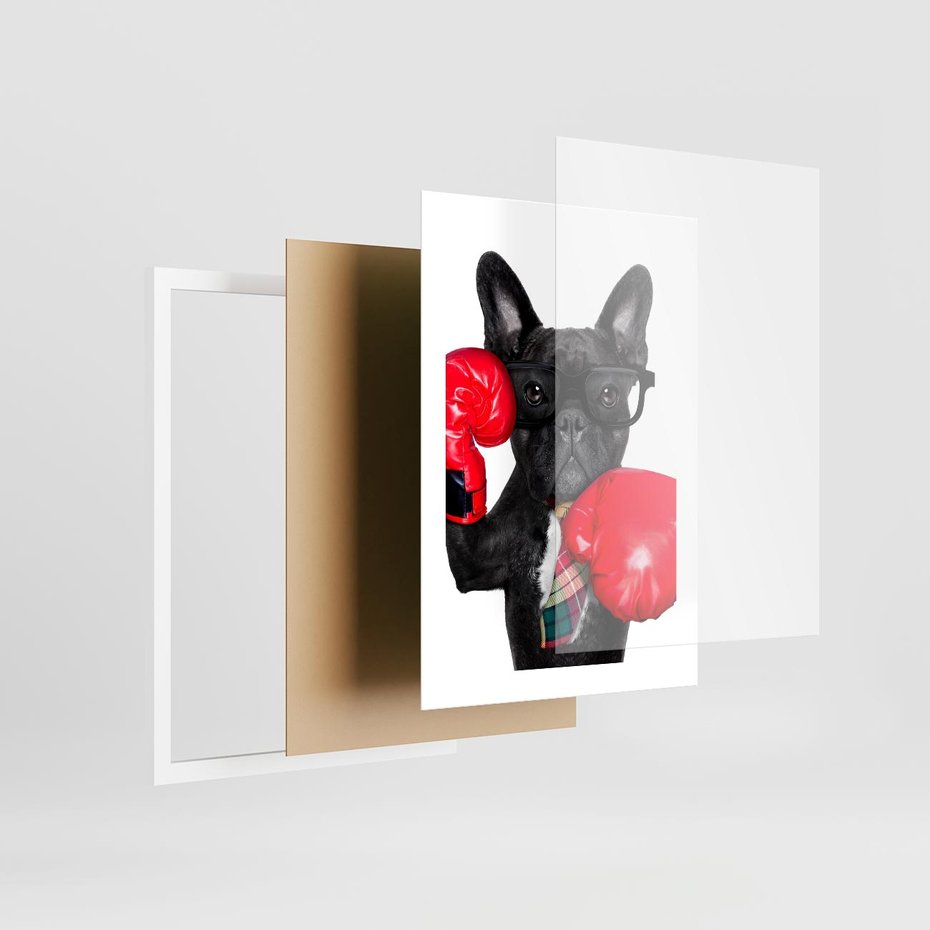 Plakat w ramie 30x40 - Boksujący mops - pies - boks, mops - rama biała