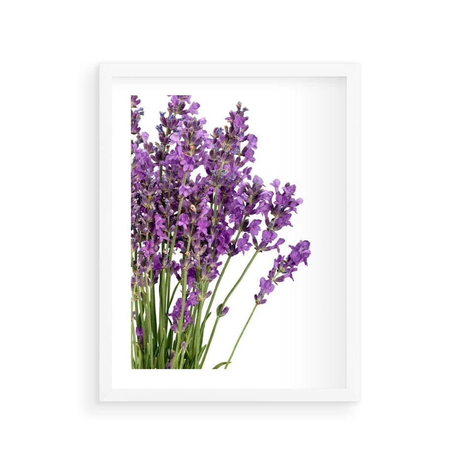 Plakat w ramie 30x40 - Pola lawendy w pełnym rozkwicie - lawenda, kwiaty - rama biała