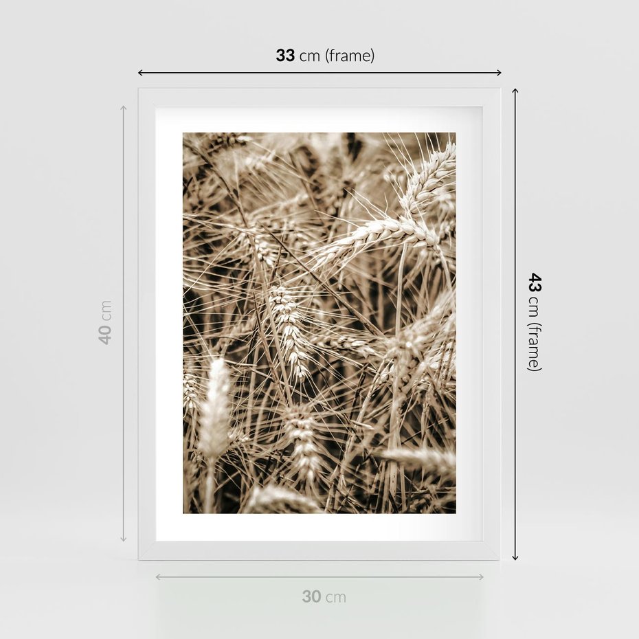 Plakat w ramie 30x40 - Zbliżenie na Kłosy Zboża - zboża, kłosy zboża - rama biała