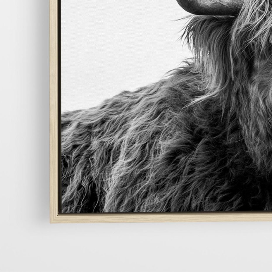 Obraz w ramie 120x80 - Moc i Spokój - amerykańskie bydło, byk - rama drewno