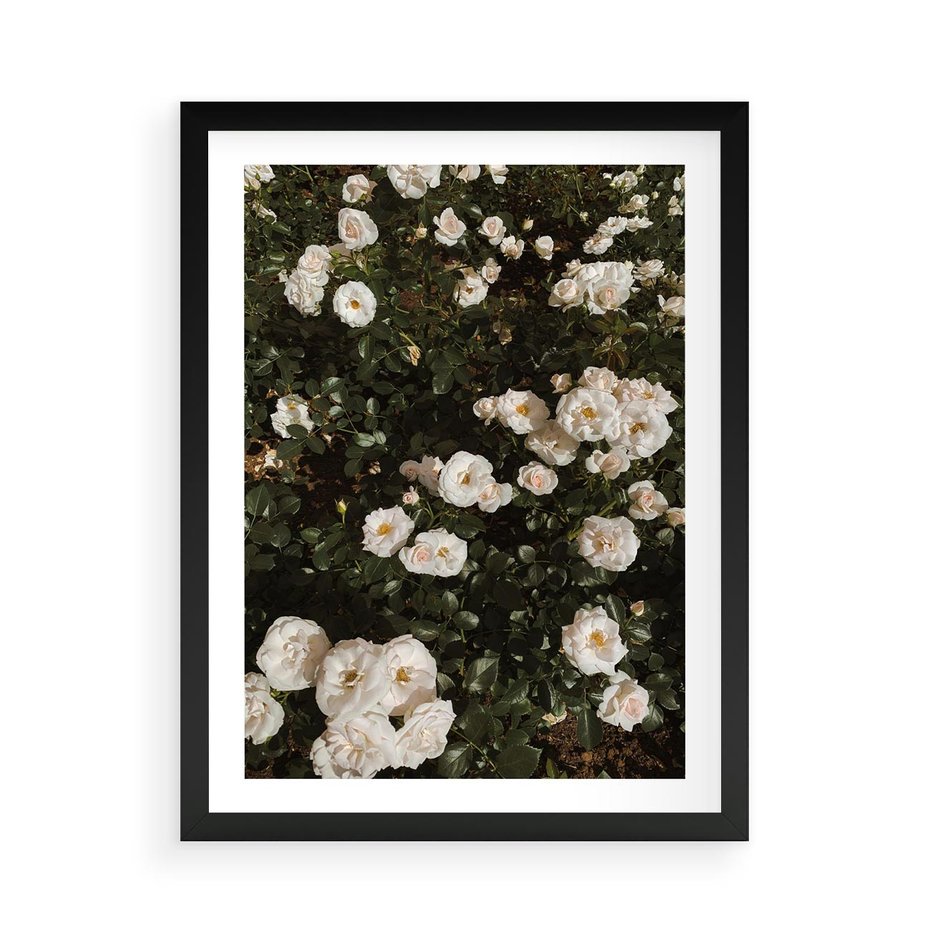 Plakat w ramie 50x70 - Czyste Piękno - białe kwiaty, białe róże - rama czarna