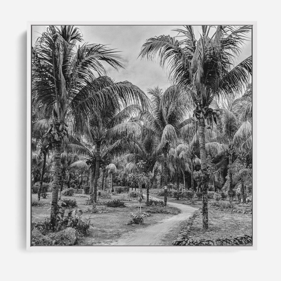 Obraz w ramie 80x80 - Mroczna Ścieżka Tropików - czarno biała fotografia, ścieżka pośród palm - rama biała