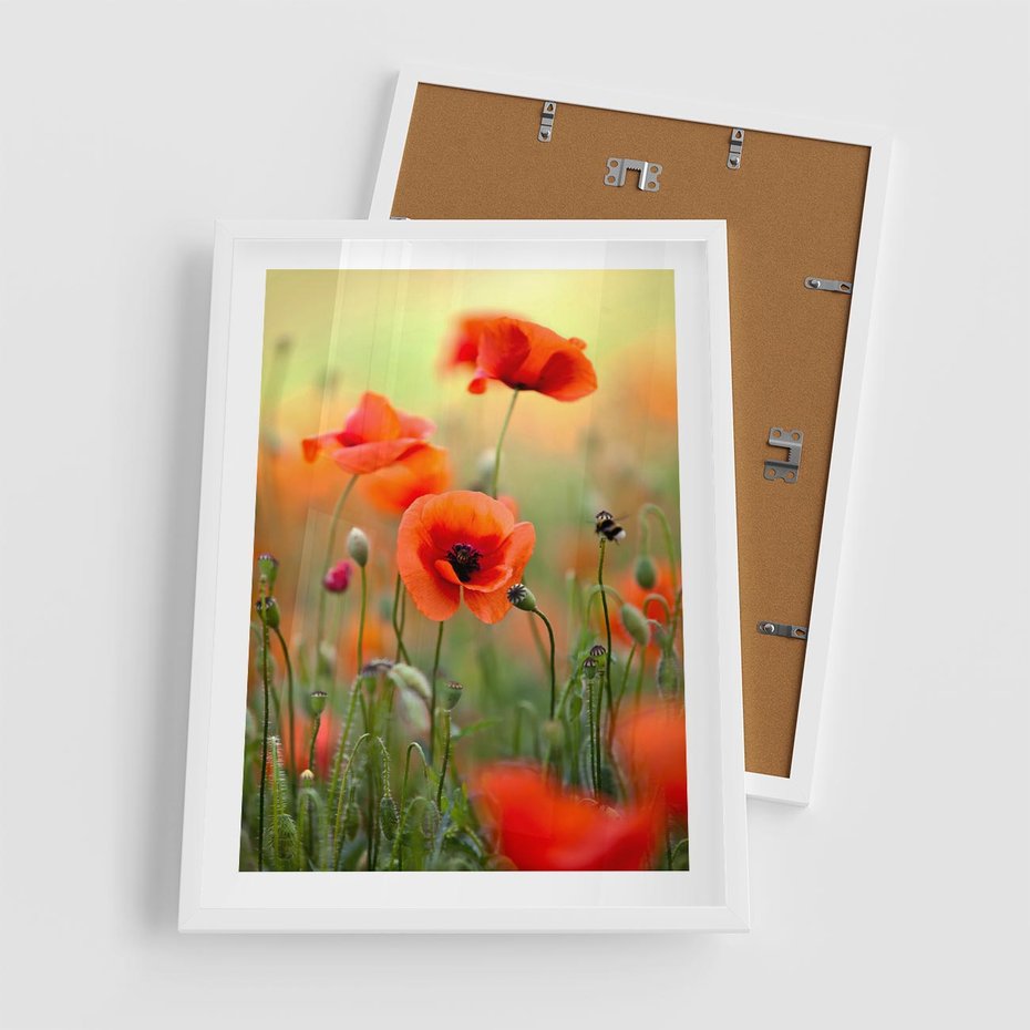 Plakat w ramie 50x70 - Makowa Pasja - maki, kwiaty - rama biała