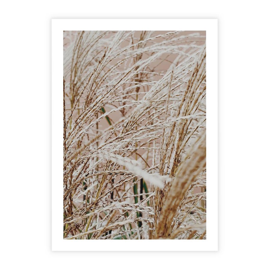 Plakat bez ramy 21x30 - Beżowa Trawa - suche trawy, zbliżenie