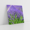 Obraz na płótnie 40x40 - Lawendowe pola piękno natury - lawenda, kwiaty