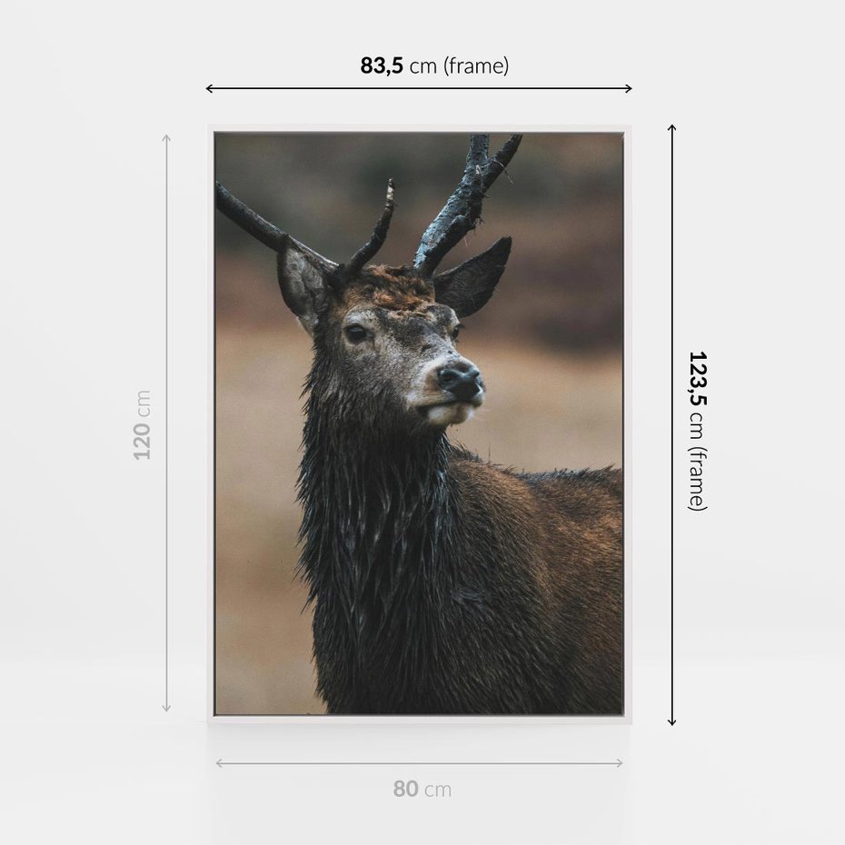 Obraz w ramie 80x120 - Spokojny jeleń - jeleń, las - rama biała