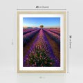 Plakat w ramie 40x50 - Fioletowa Magia - pole, lawendy - rama drewno