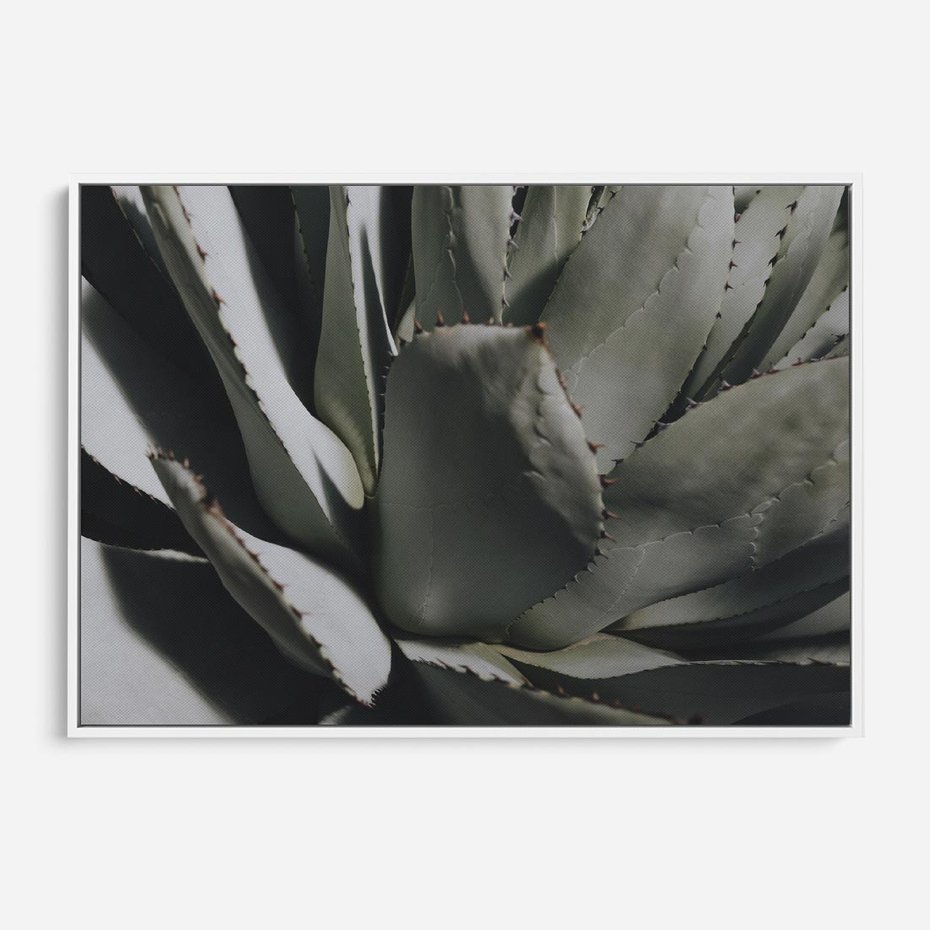 Obraz w ramie 70x50 - Sukulenty wśród kaktusów - sukulenty, kaktusy - rama biała