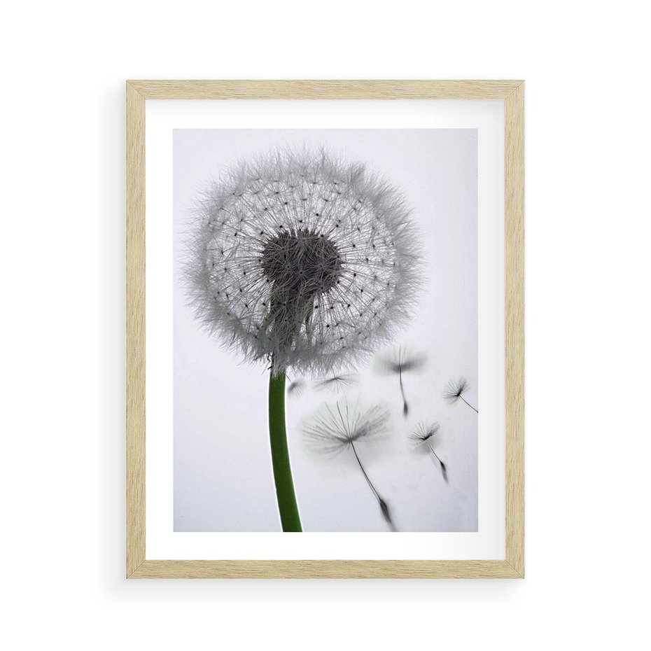 Plakat w ramie 40x50 - Lekkość Przemijania - dmuchawiec, makro - rama drewno