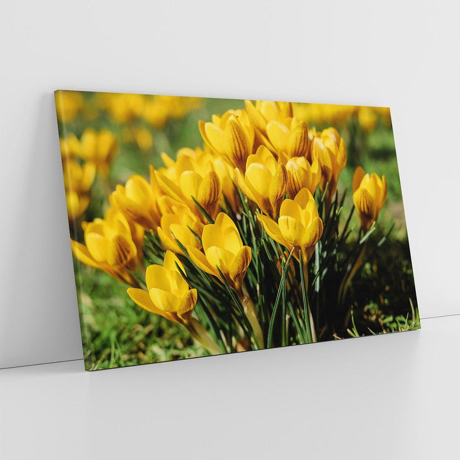 Obraz na płótnie 70x50 - Kwiatowe uniesienia natury - kwiat, kwiaty