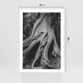 Plakat bez ramy 21x30 - Siła Natury - czarno biała fotografia, korzenie wielkiego drzewa