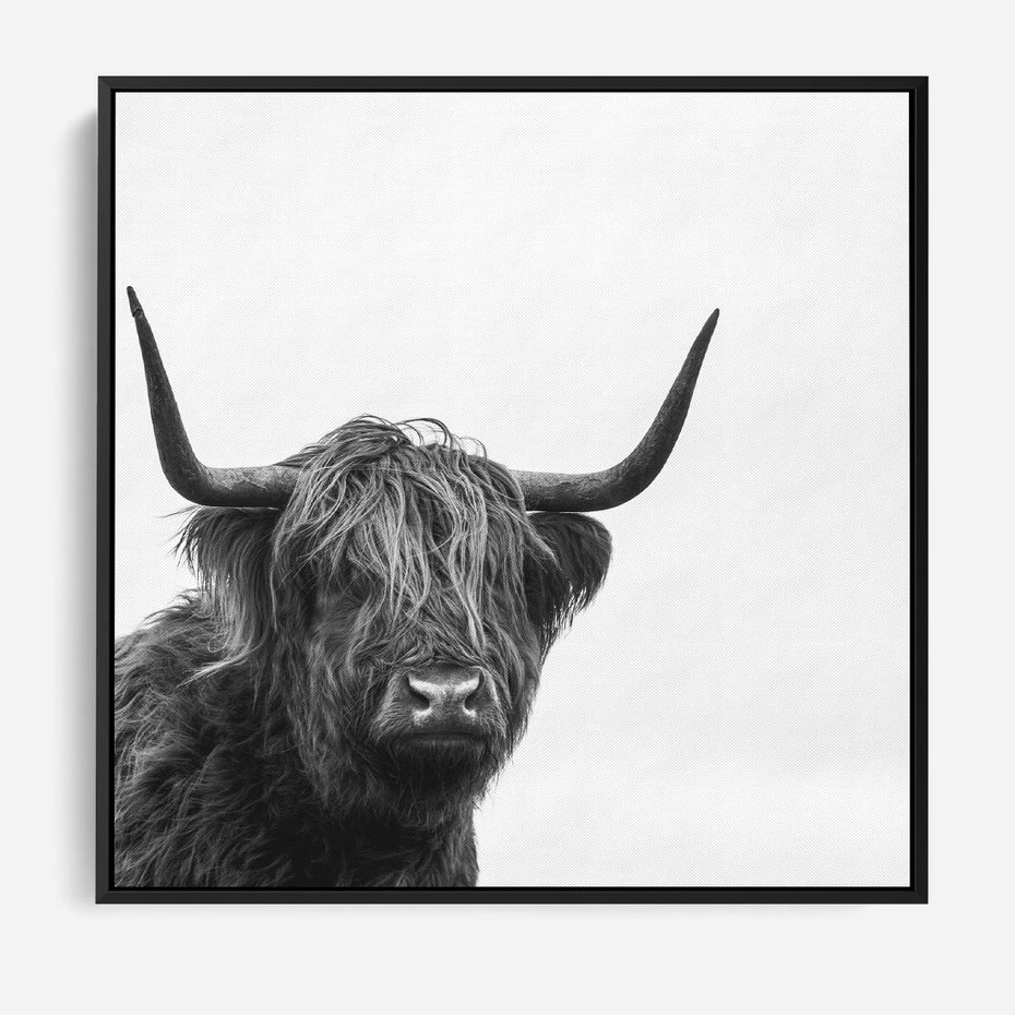 Obraz w ramie 50x50 - Moc i Spokój - amerykańskie bydło, byk - rama czarna