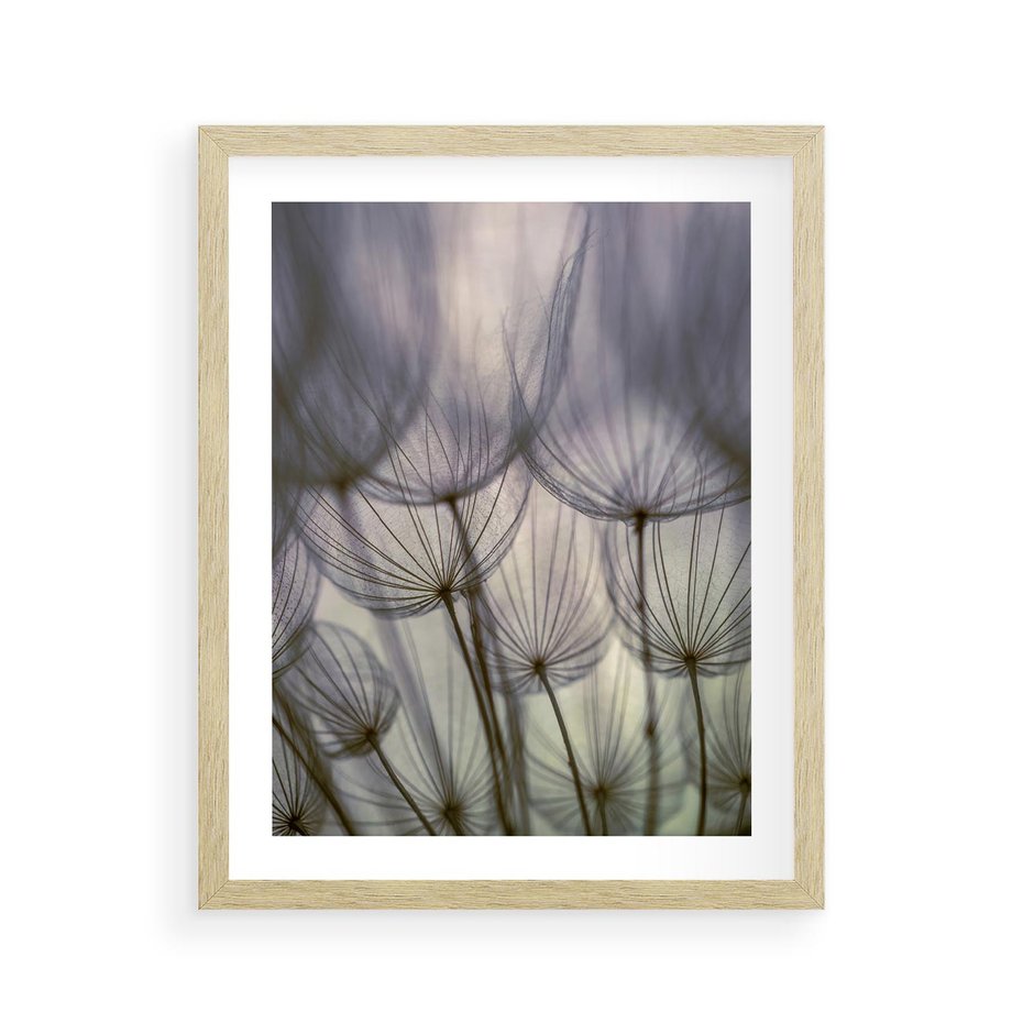 Plakat w ramie 40x50 - Makro dmuchawiec - piękno drobnych detali - dmuchawce, makro - rama drewno