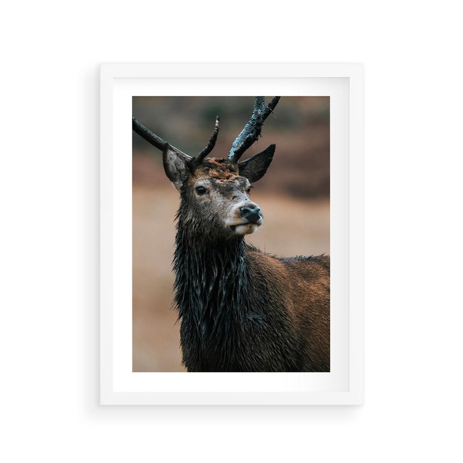 Plakat w ramie 30x40 - Spokojny jeleń - jeleń, las - rama biała