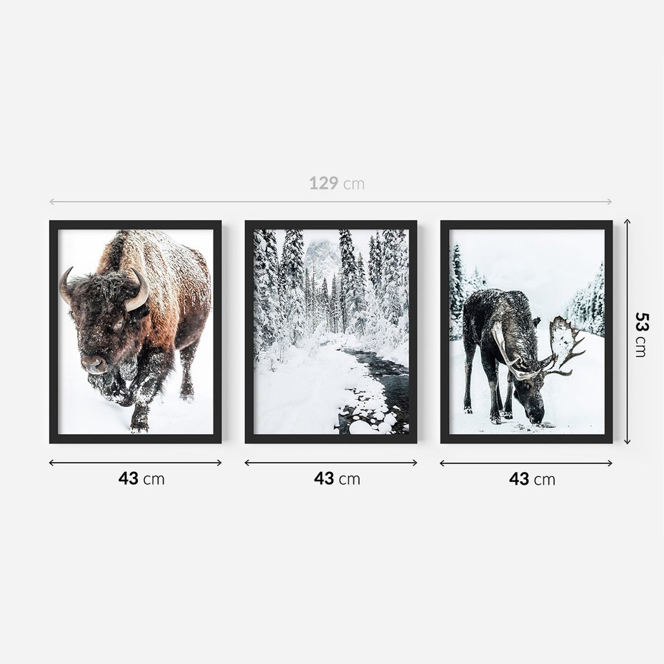 Zestaw obrazy w ramie 40x50 galeria - Bizon, łoś, zima, las - rama czarna