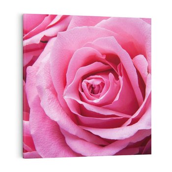 Obraz na płótnie 40x40 - Róża Wspaniałości - róża, kwiat