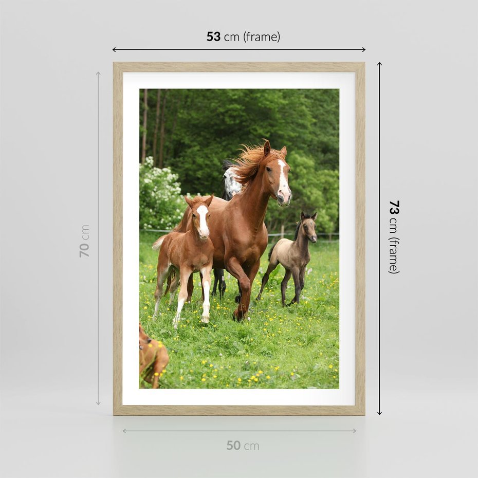 Plakat w ramie 50x70 - Galopujące konie - konie, galop - rama drewno