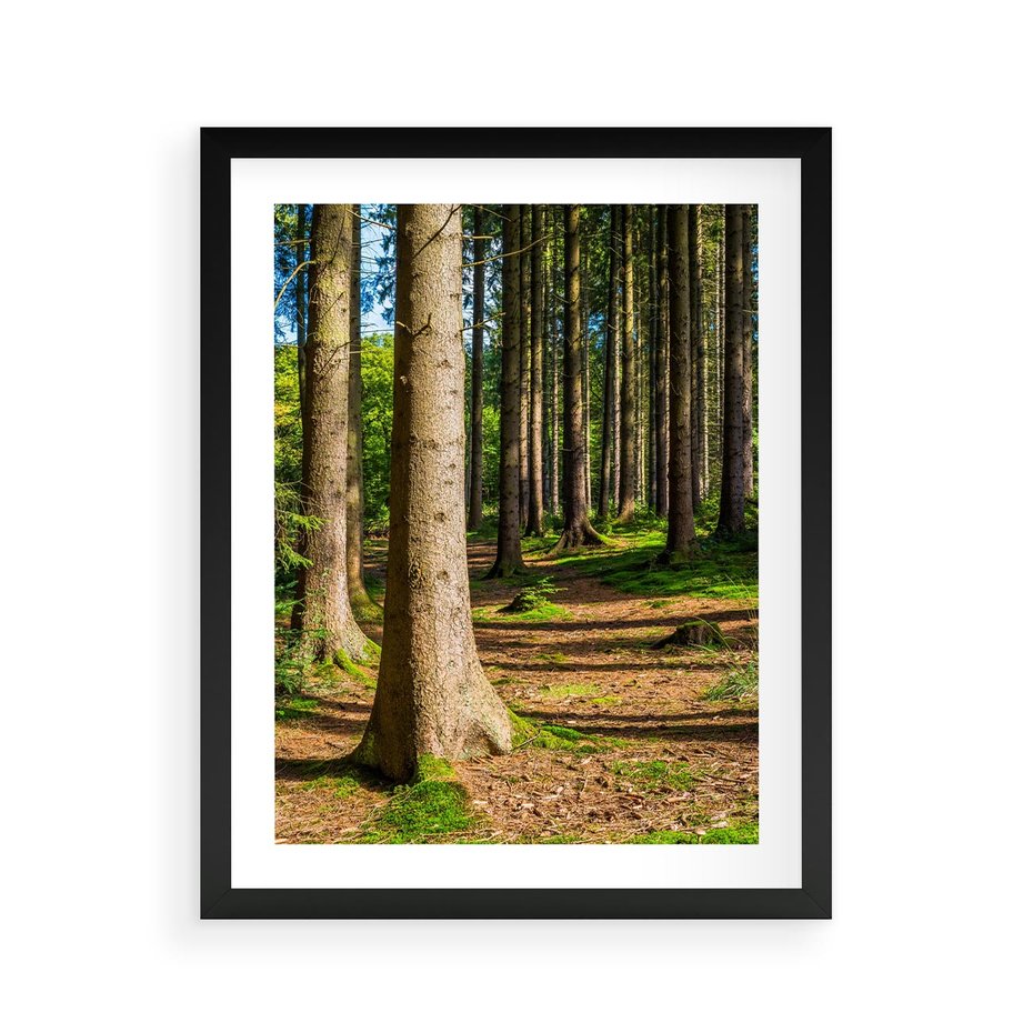 Plakat w ramie 40x50 - Las: harmonia natury - las, drzewa - rama czarna