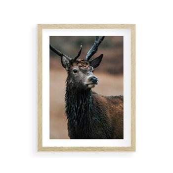 Plakat w ramie 50x70 - Spokojny jeleń - jeleń, las - rama drewno