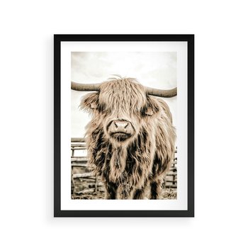 Plakat w ramie 50x70 - Klimat Wiejskiego Życia - amerykańska krowa, byk - rama czarna