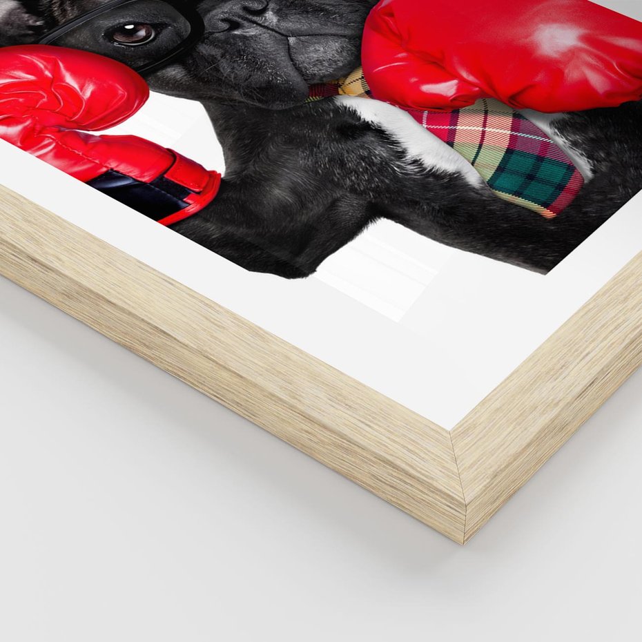 Plakat w ramie 40x50 - Boksujący mops - pies - boks, mops - rama drewno